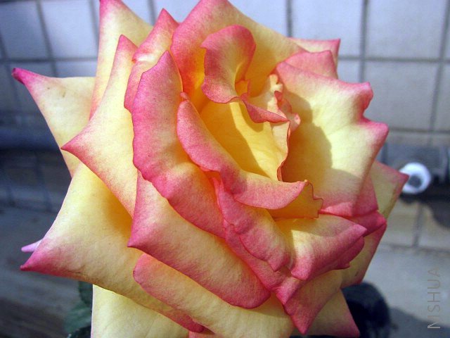 IMG_1451.JPG