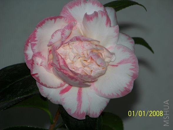 100_1020.JPG