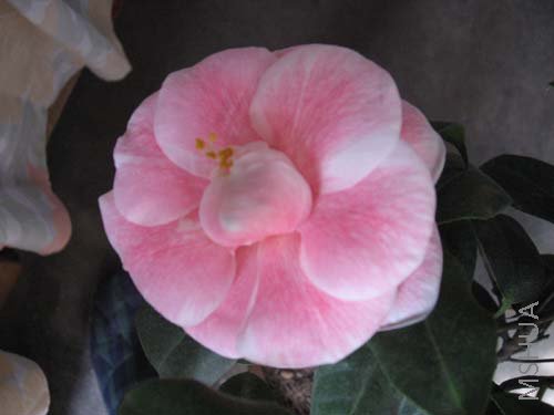 ��Ƭ 031.jpg