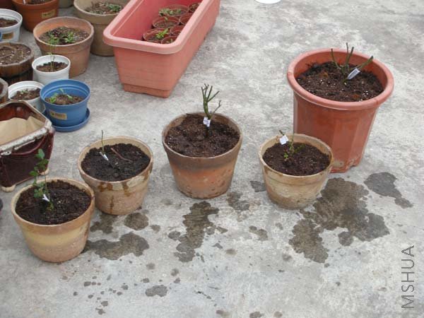 �ֺ���, ���϶���ˮ.jpg