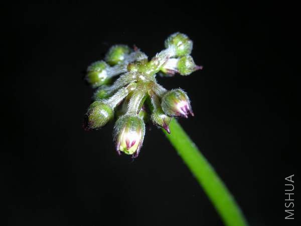 ����Ԥ��-���������������