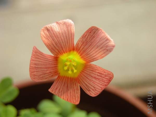 Oxalis obtusa orange