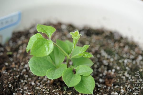 20081227������ (3).JPG