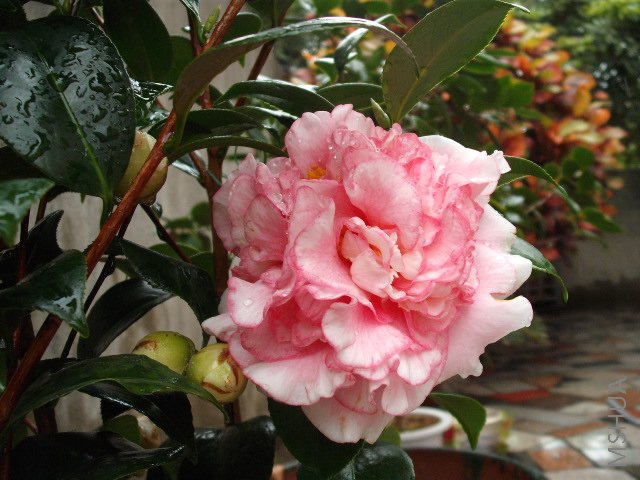 DSCF0092.jpg
