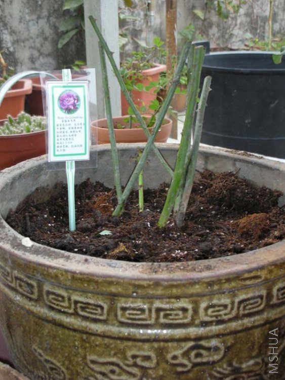 �@���Ǜ]�И˺���, ���������4̖������, �����e��tx��4̖Ҳ���ҵ�һ��, ��ԓ��4̖�]�e��