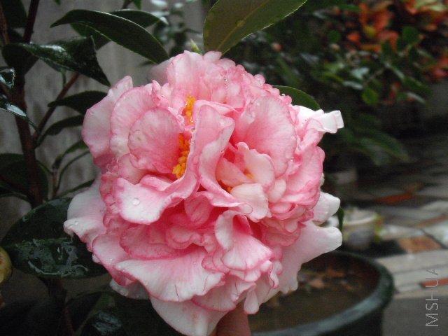 DSCF0091.jpg