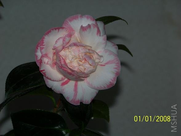 100_1018.JPG