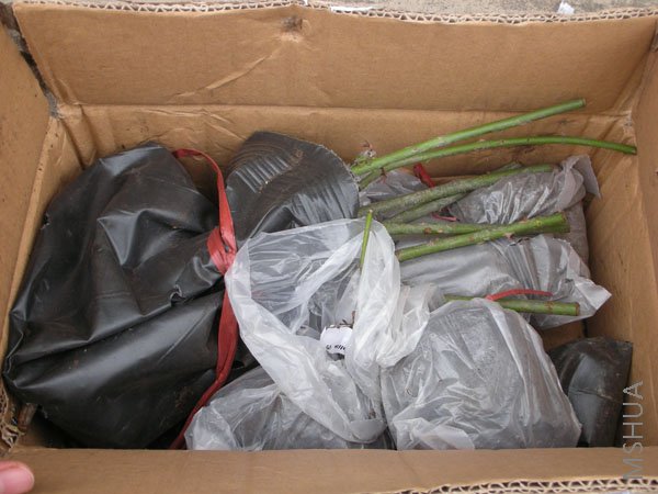 ���_����, ��������.jpg