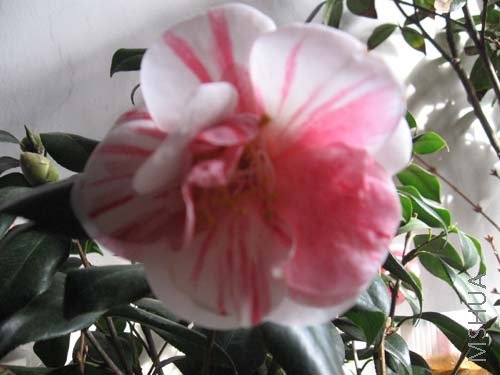 ��Ƭ 027.jpg