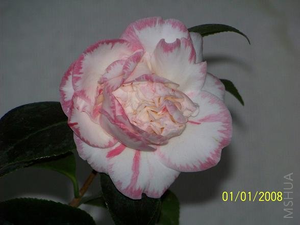 100_1026.JPG