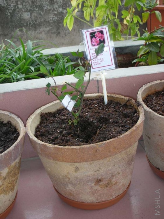 26 ��ɫ�@�G.jpg