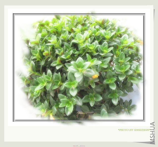 ����ʱ�ͷǳ�ïʢ��~