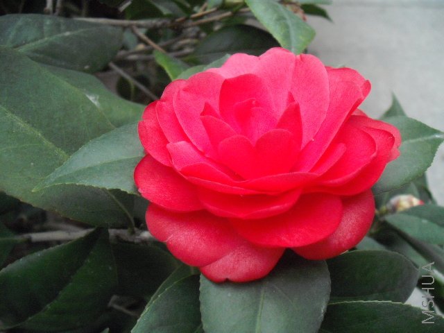 DSCF0114.jpg