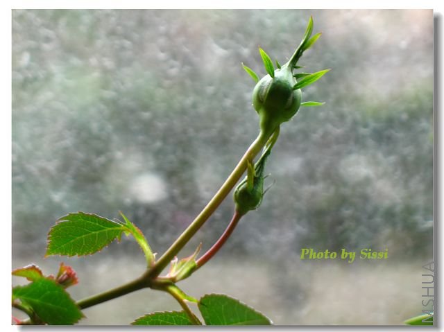 ��΢�µ�С���Ƕ䣬�ְ�~