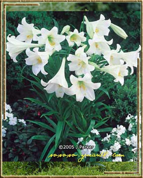 ���ڰٺ�White Heaven ������  ��ɫ.jpg