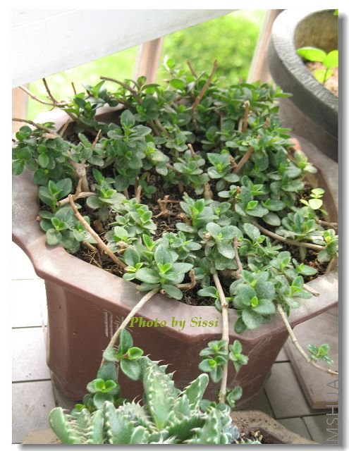 ���󻨺��ͺ���ѩ���Ƕ�ʱ�������Ҳû�£�������������Ҷ~