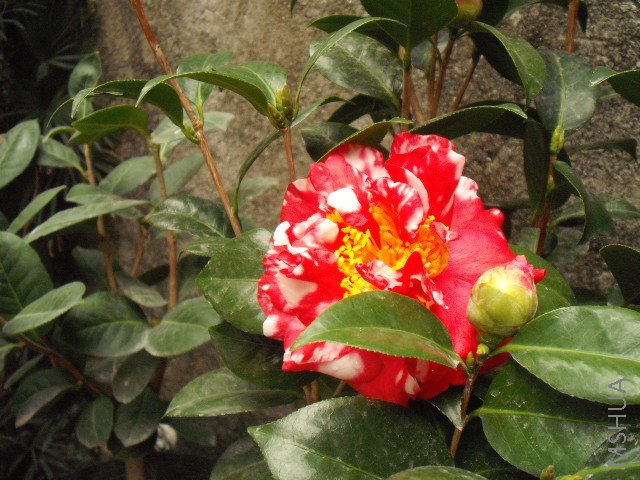 DSCF0116.jpg