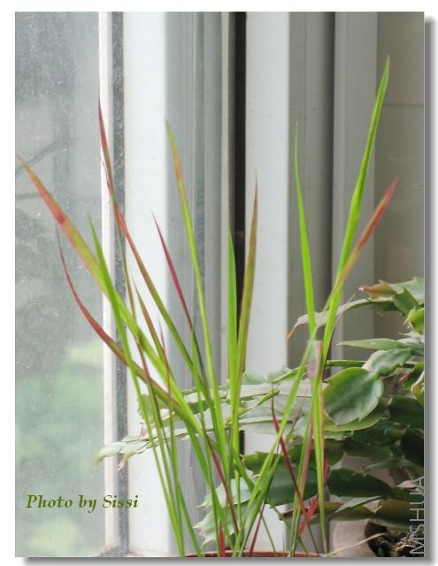 ��̨�ϵĲ���ԡ�����ɫ���������~