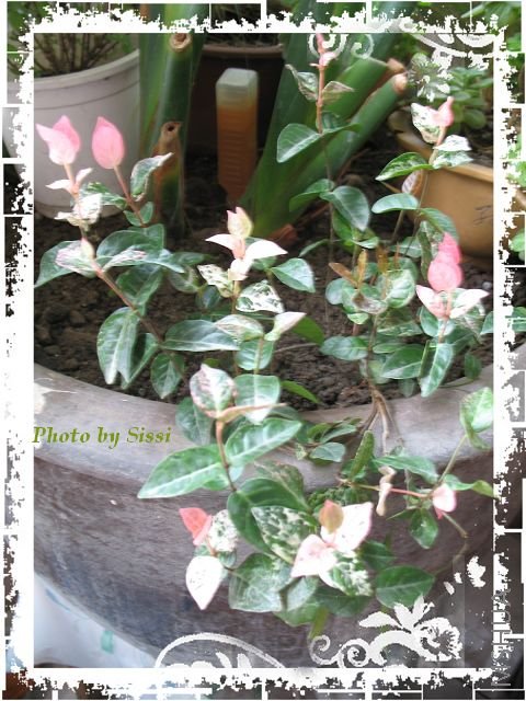 ��Ҷ����ʯ�ں������Ĵ����ﰲ����~