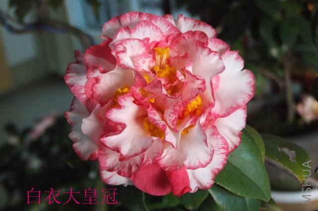 ���ټ���֮һ���´�ʹ�