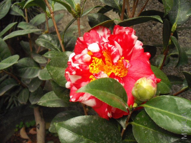 DSCF0117.jpg