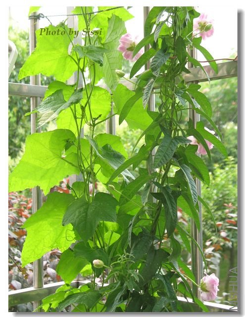 ���ѷ����Ĳ�֦ĵ������ʱ���ò���������������...