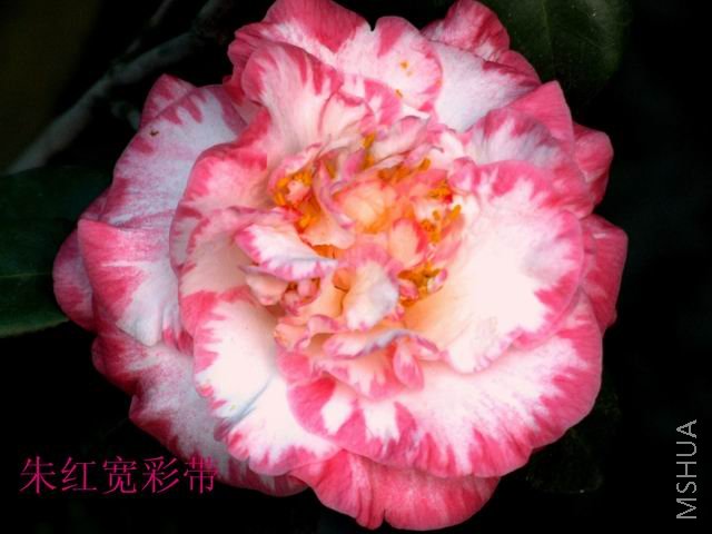 ������ؼ���֮һ�����ʴ�