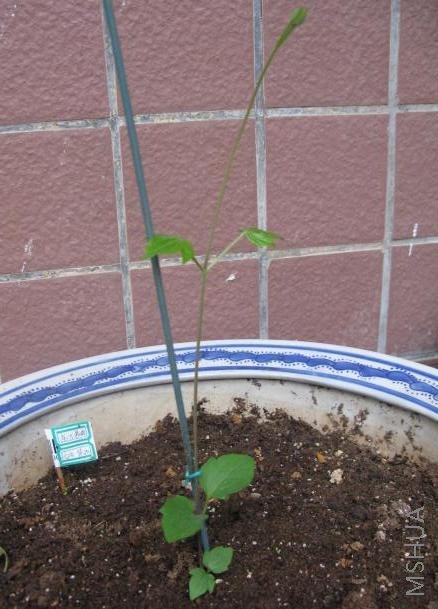 ԭ������ô����֦����