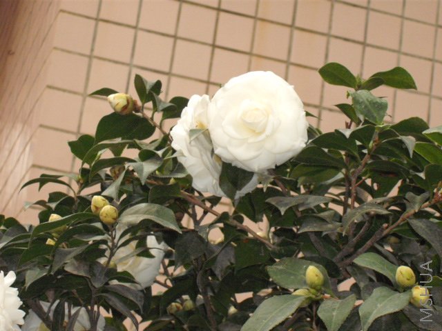 DSCF0123.jpg