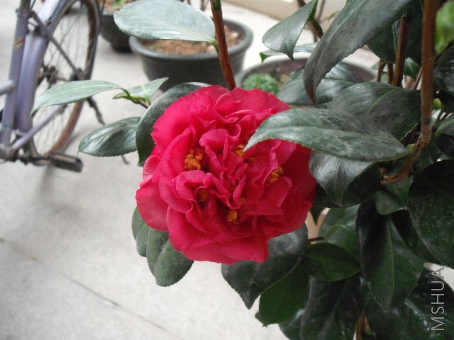 DSCF0111.jpg
