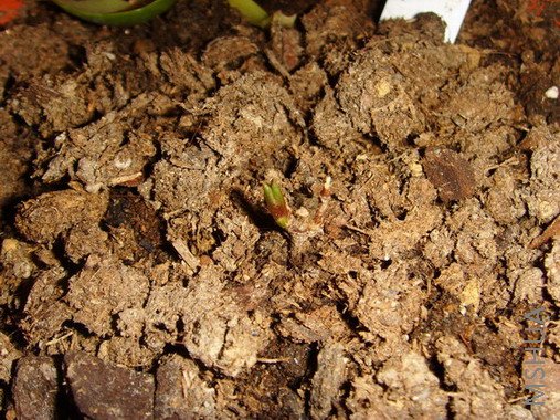 ���� SSL26840.jpg