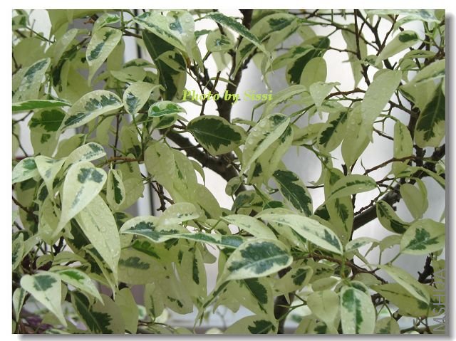 ϲ����Ҷ������Ҷ�������ָ���仯~