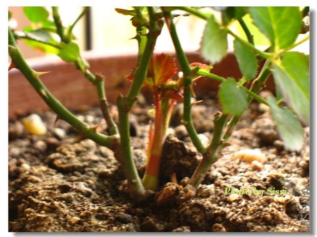 ��ɫ΢������ѿ������ʱ�����ӣ��ܼ�ǿ��~