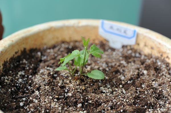 20081227������ (1).JPG