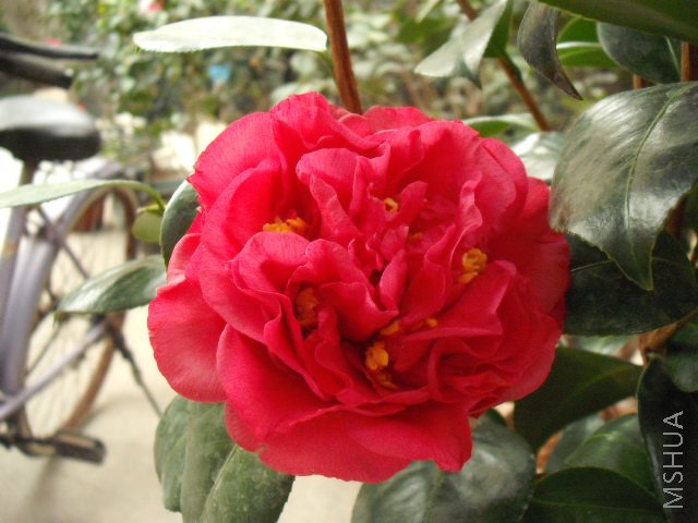 DSCF0112.jpg