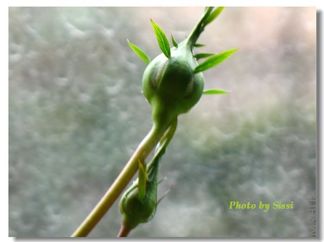 ������С�ֻ����Ĵ�ͷ��~