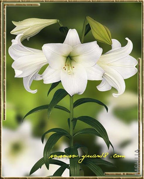 L14 ���ڰٺϰ�����White Heaven��ɫ