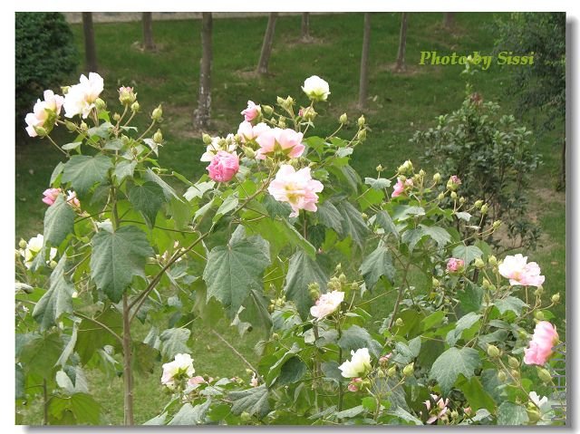 ܽ�ػ�����֦ͷ�����Ӻܲ���~