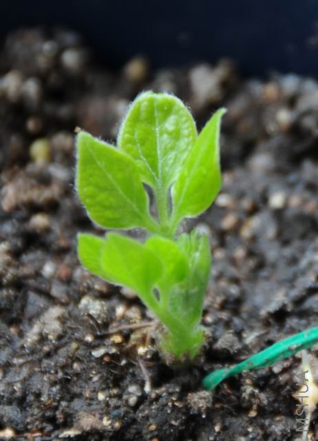 ������С txl11227-knw.jpg