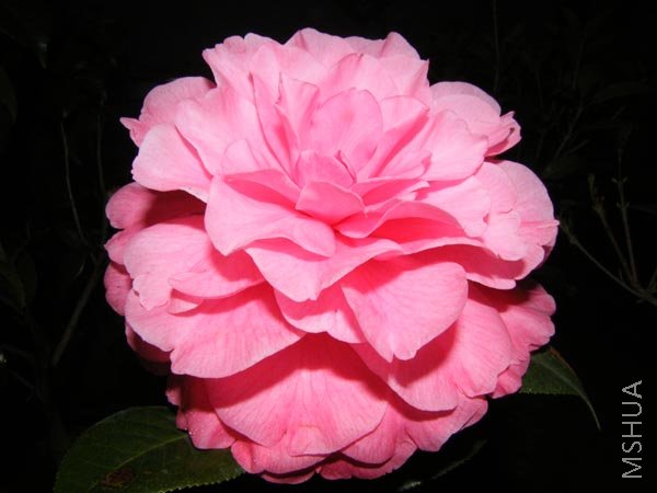 DSCF3385.JPG