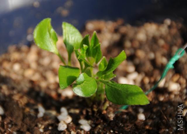 ������С txl1227-fs.jpg