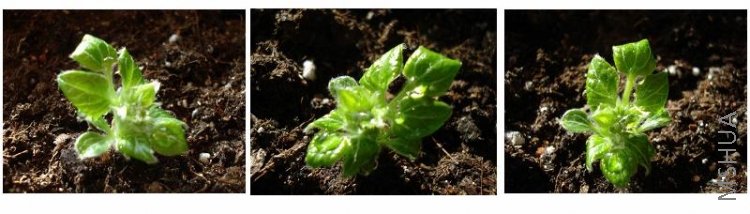 �����ߺ����ǰ�����