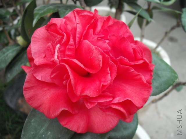 DSCF0137.jpg