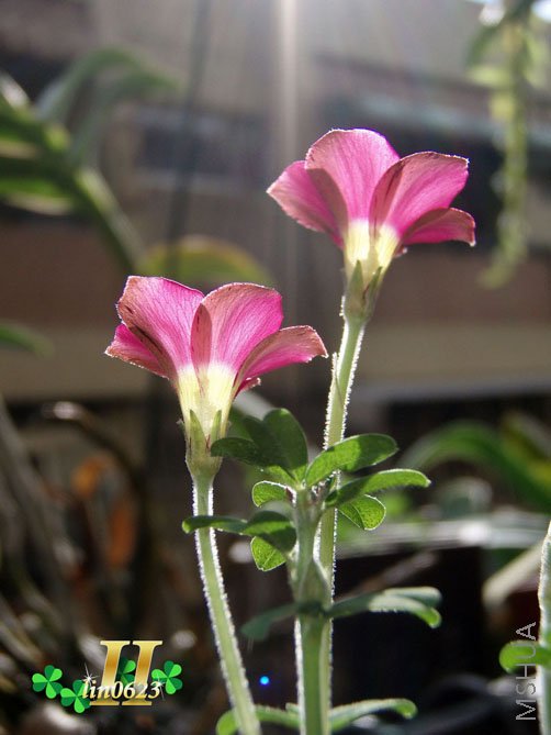 P4.JPG