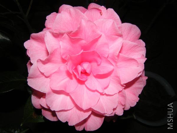 DSCF3387.JPG