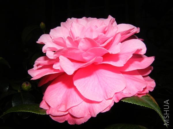 DSCF3386.JPG