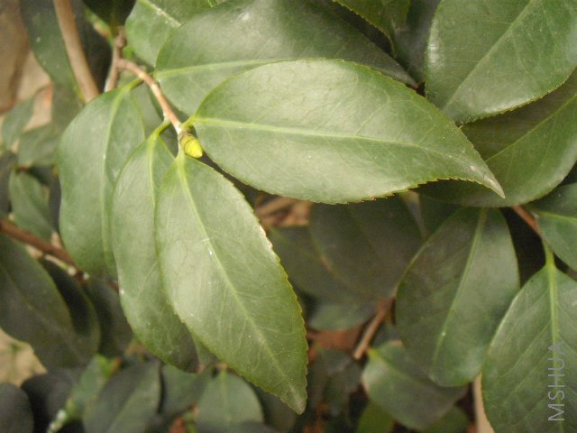 DSCF0144.jpg