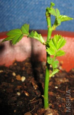 ������6����ѿ