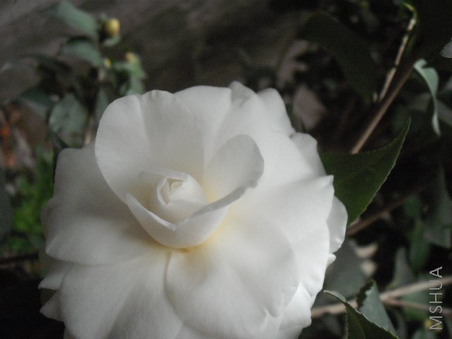 DSCF0138.jpg