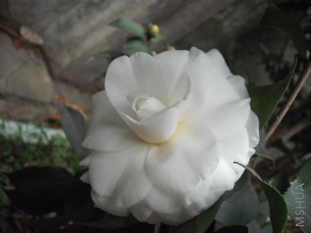 DSCF0139.jpg